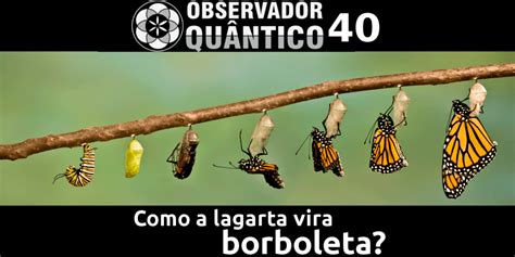 Quanto Tempo Demora Para Lagarta Virar Borboleta - Como a lagarta vira Borboleta? - Observador Quântico 40 – Lugar Nenhum