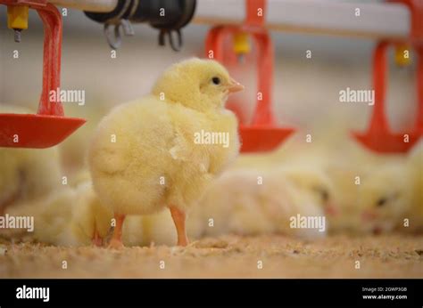 broiler day  res stock photography  images alamy