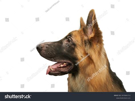 dog side view sitting