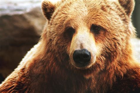 images gratuites  brun mammifere vertebre grizzly animal