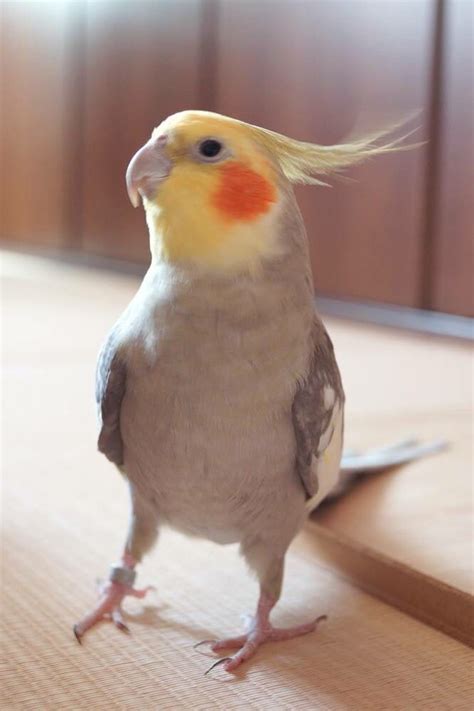 Cockatiel dance | Love birds pet, Funny birds, Pet birds