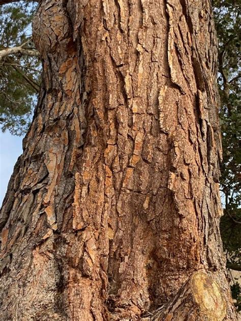 pine tree identification rtreeidentification