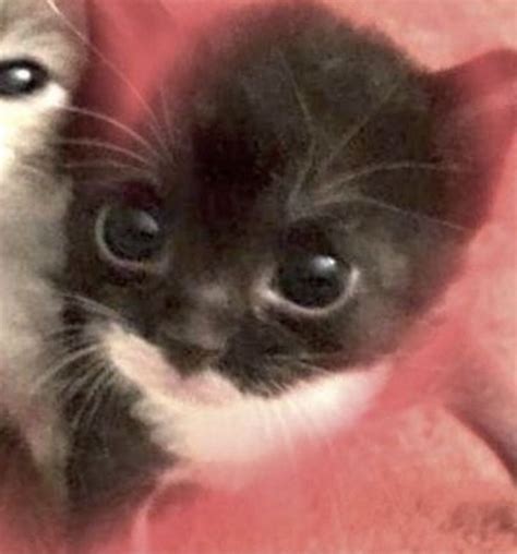 Pin de zenep en couple pp | Fotos de minino, Gatos bonitos, Gatitos ...