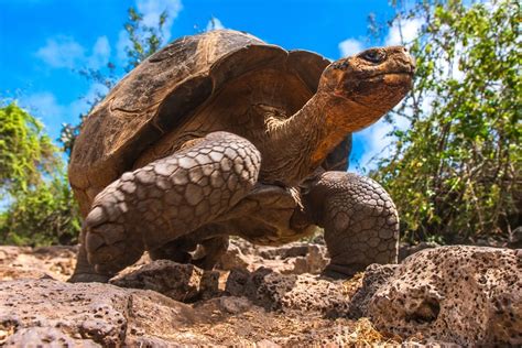 O Que Significa Sonhar Com Tartaruga Grande - Qual o significado de sonhar com tartaruga? - Dreams - Sonhar com ...
