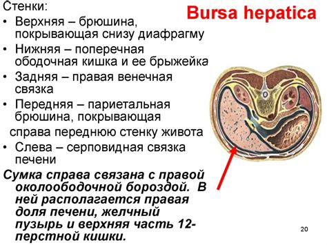 Функциональная анатомия брюшины - презентация онлайн