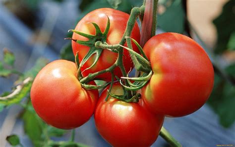 Tomato Plant Growth Stages Seed to Fruit - LEARN TOMATOES GROWING