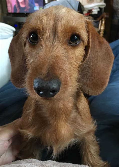 Pin by Marian on Mascota | Dachshund pets, Wirehaired dachshund puppy, Wire haired dachshund
