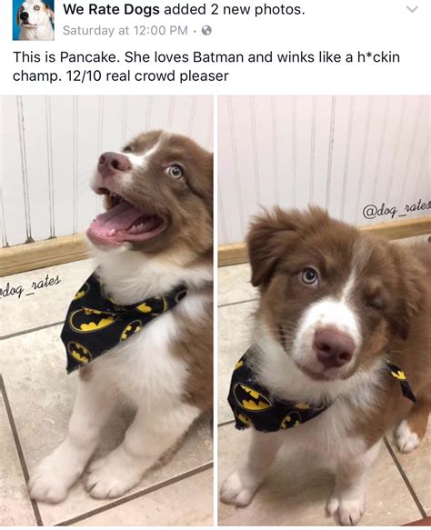 38 Memes Only Dog Lovers Will Woof At | eBaum's World