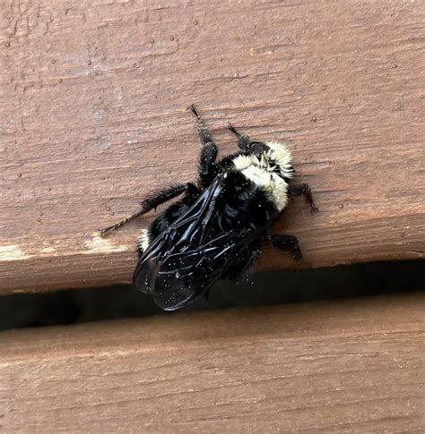 Is this a bumble bee? The wings are so black and shiny. : r/insects