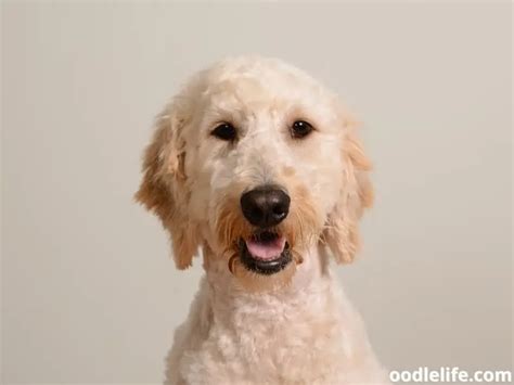 What Is A Puppy Cut For A Goldendoodle