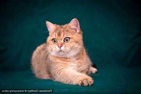 Рыжие британские коты (54 лучших фото)