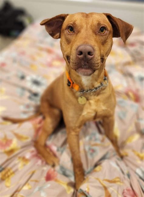 how to start a dog rescue