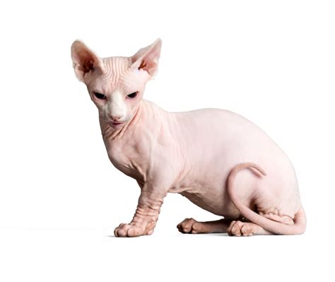 Sphynx Cat for Sale - Sphynx kittens for sale - Sphynx Cat Cattery