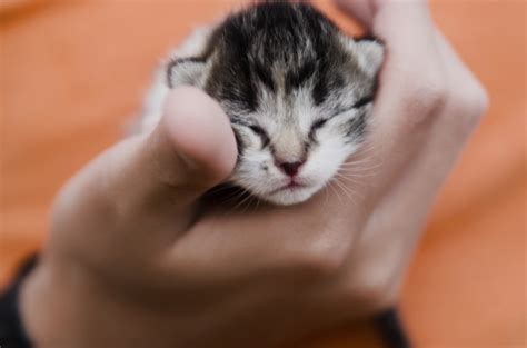 Как определить пол котенка и отличить кота от кошки