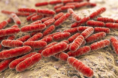 Brucella bacteria and brucellosis - FOOD INFO BLOG