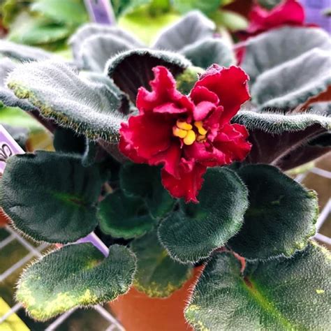 Amazon.com : CHUXAY GARDEN Red African Violets-Saintpaulias 100 Seeds