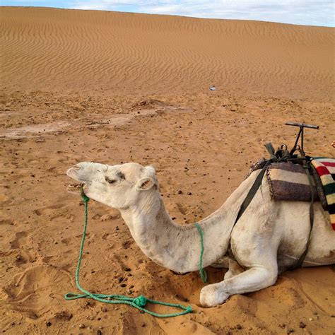 do camels spit at you 2