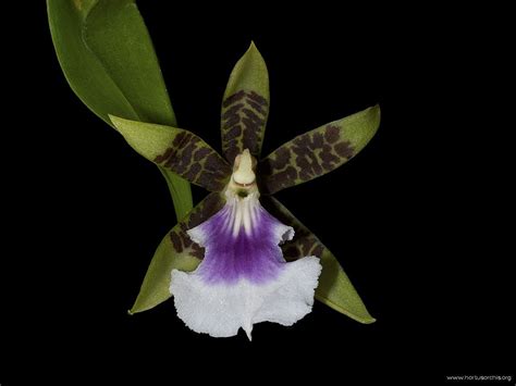 Hortus orchis - Aspasia lunata