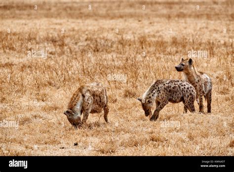Spotted hyenas (Crocuta crocuta) in Ngorongoro Conservation Area