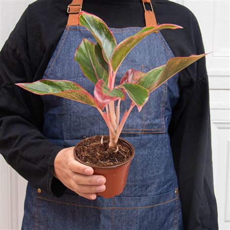 Chinese Evergreen 'Red Siam' – Northern Ridge Nursery