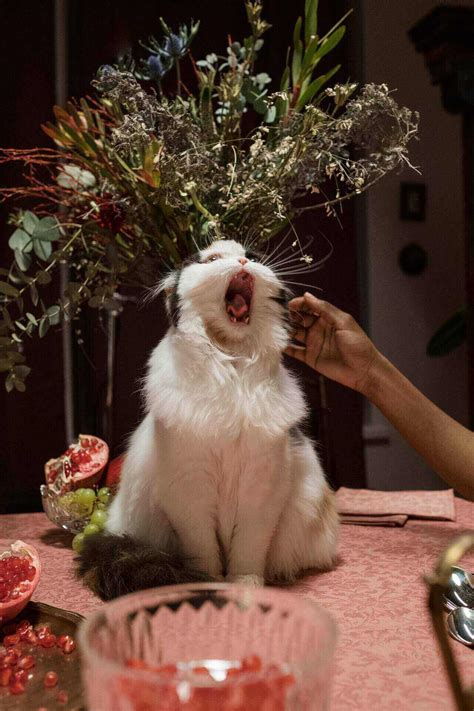Can Cats Eat Chicken Bones? (5 Menacing Symptoms) - 2025