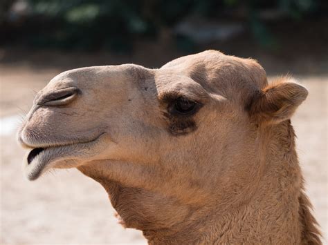 Curiosidades sobre os camelos - Meus Animais