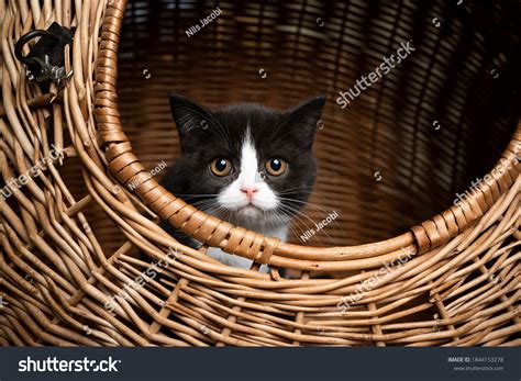 112 British Shorthair Tuxedo Royalty-Free Images, Stock Photos ...