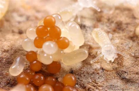 Termite Larvae and Baby Termites: A Complete Guide - PestSeek