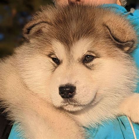 Alaskan Malamute puppies
