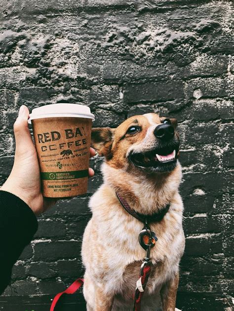 Red Bay Coffee: Beautiful coffee for the people (and pups) : r ...