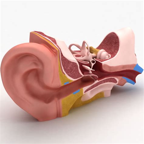 ear anatomy  model  xsi obj ma fbx max lxo lwo dxf dae