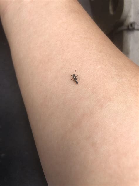 Looks kinda like a ladybird larva : r/whatsthisbug