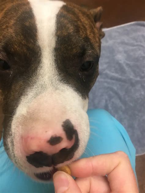 Discoid lupus erythematosus – A Disease of Crusty Dog Noses - Your Vet
