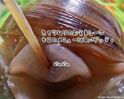こういう風に食べるんだ！カタツムリのお食事シーン | ニコニコニュース