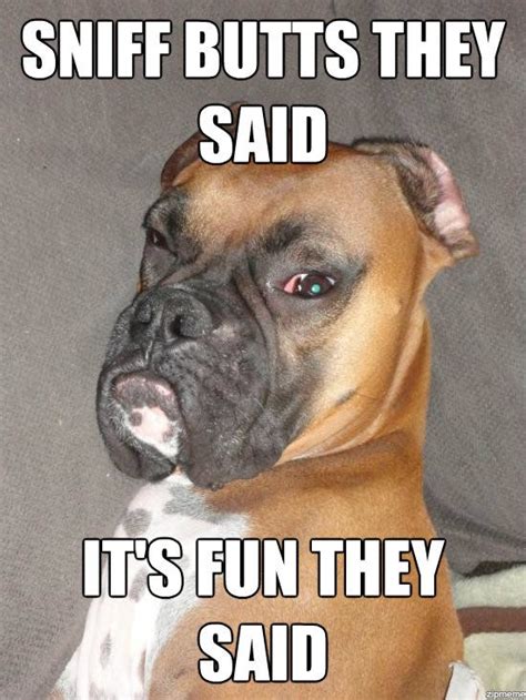 Funny Dog Meme - Funny Dog | Boxer dogs funny, Funny dog captions ...