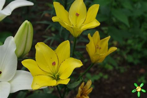 Лилия Yellow Cocotte