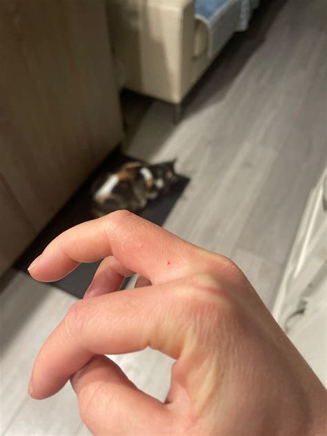 How To Draw Blood From A Kitten