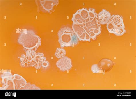 bacillus subtilis colony
