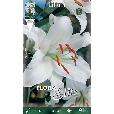 842382 Lilium White - Valentine E-shop
