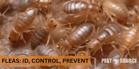 flea control    rid  fleas pest source