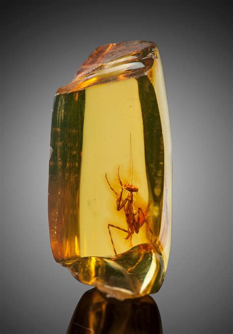 Amber Preserved Fossil