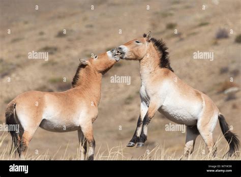 Two wild Przewalski / Takhi Horse (Equus ferus przewalskii) bachelor stallions play fighting ...