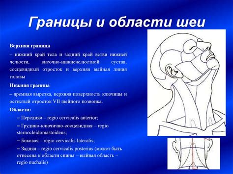 Функционально-клиническая анатомия мышц, фасций и топографических ...