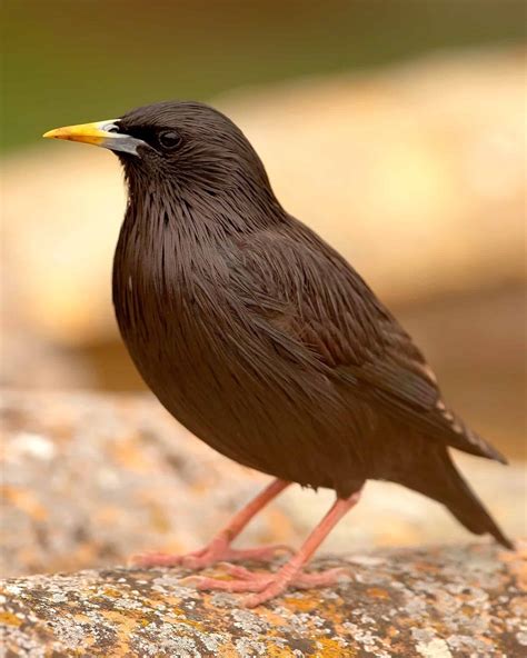 28 Black Birds With Yellow Beaks - Bird Helpful