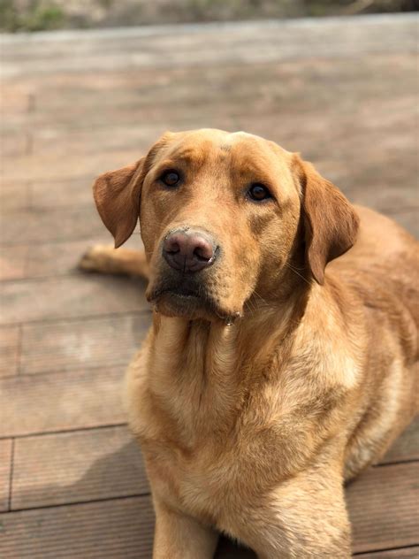 20 Gorgeous Labrador Retriever Mixes You Just Have To See - The Dogman