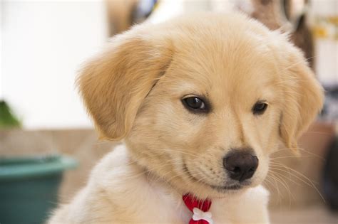 What Is Cute Aggression? These Images & Videos Explain