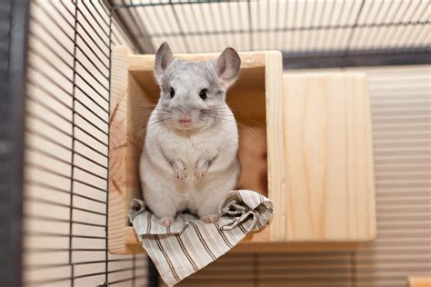 can chinchilla hiding safely