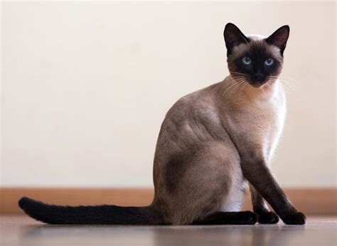 10 Smartest Cat Breeds (With Info & Pictures) | Hepper