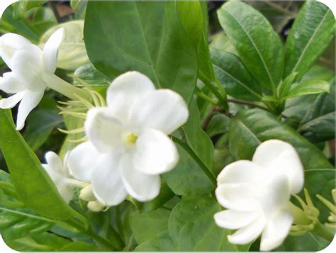 Amazon.com : 2 Jasmine Plants Indoor Live, Live Blooming Jasmine Plant