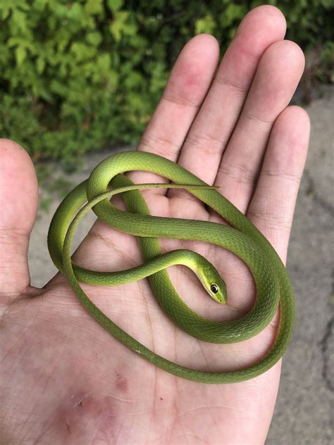 Rough Green Snake